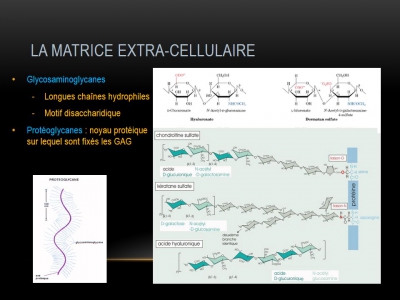 Thérapie matricielle Agent de régénération tissulaire - B.CHASSANG et C.GRANIER / CH Le Puy-en-Velay (COHF 2014)